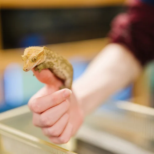 Lecturer is pictured holding a reptile in the Animal Care Centre.