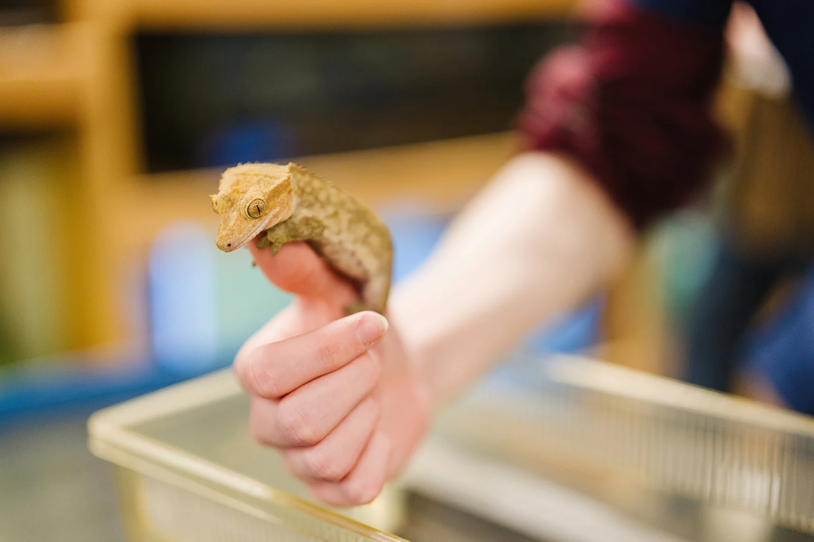 Animal Care Courses for Adults