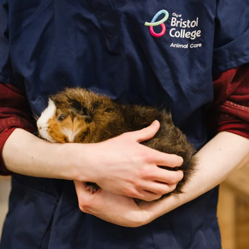 Student is pictured in the Animal Care Centre holding a guinea pig.