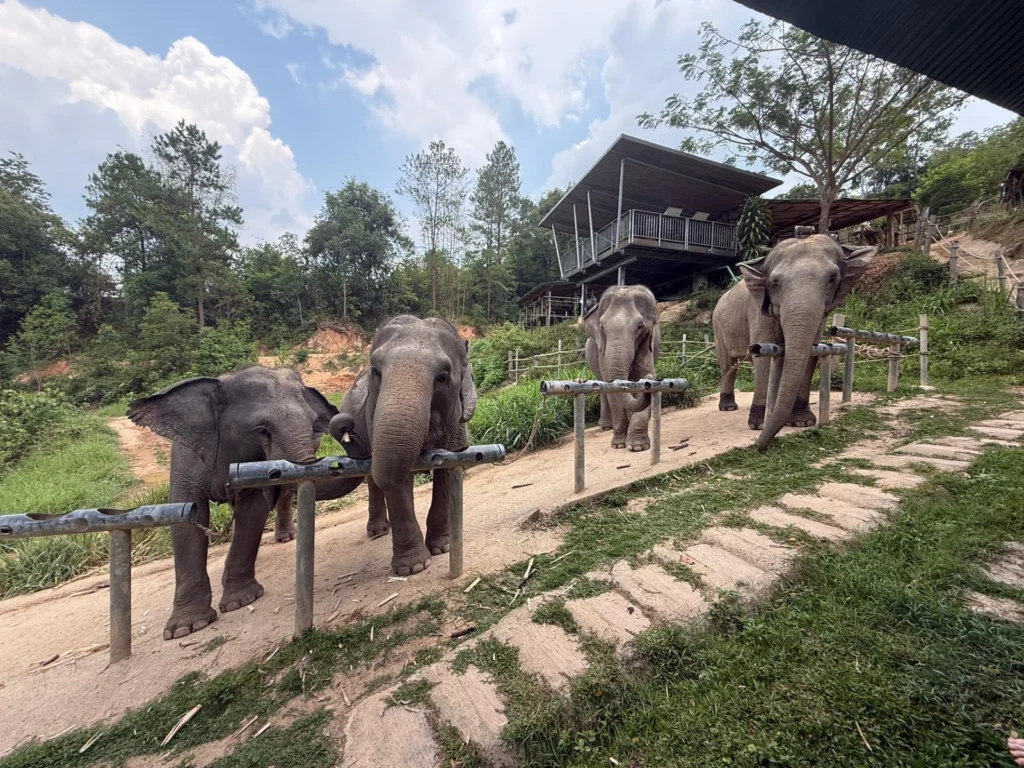 Students pictured as part of a college trip to Thailand.