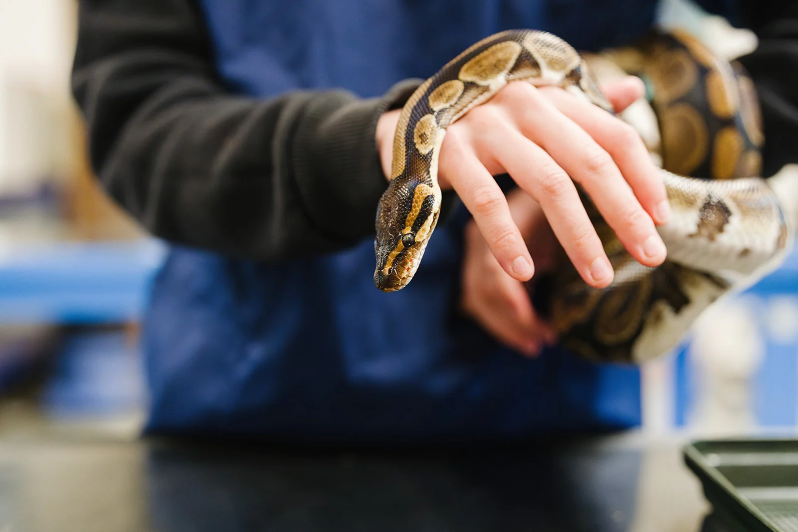 Animal Management Level 4 HNC