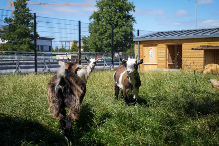 Land-based Studies (Animal Care) Certificate Level 1